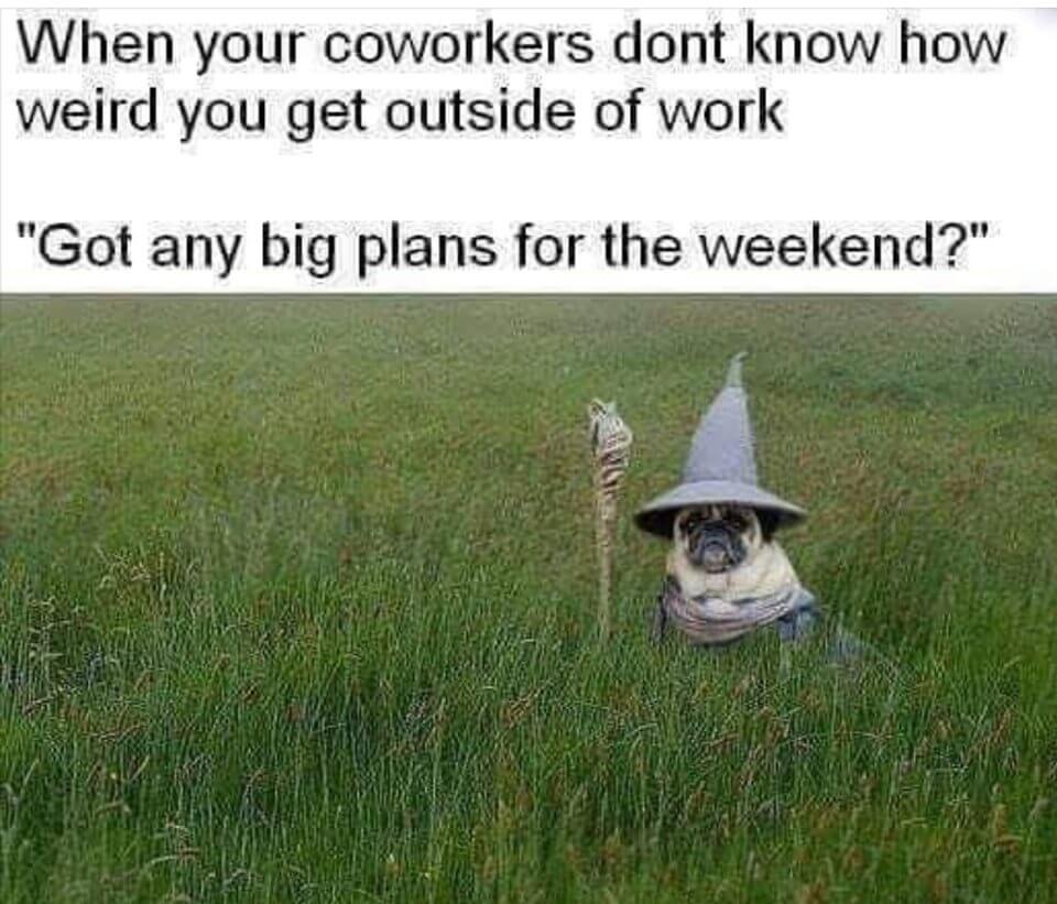 Witchy Meme - Dog Witchy Meme - Dog