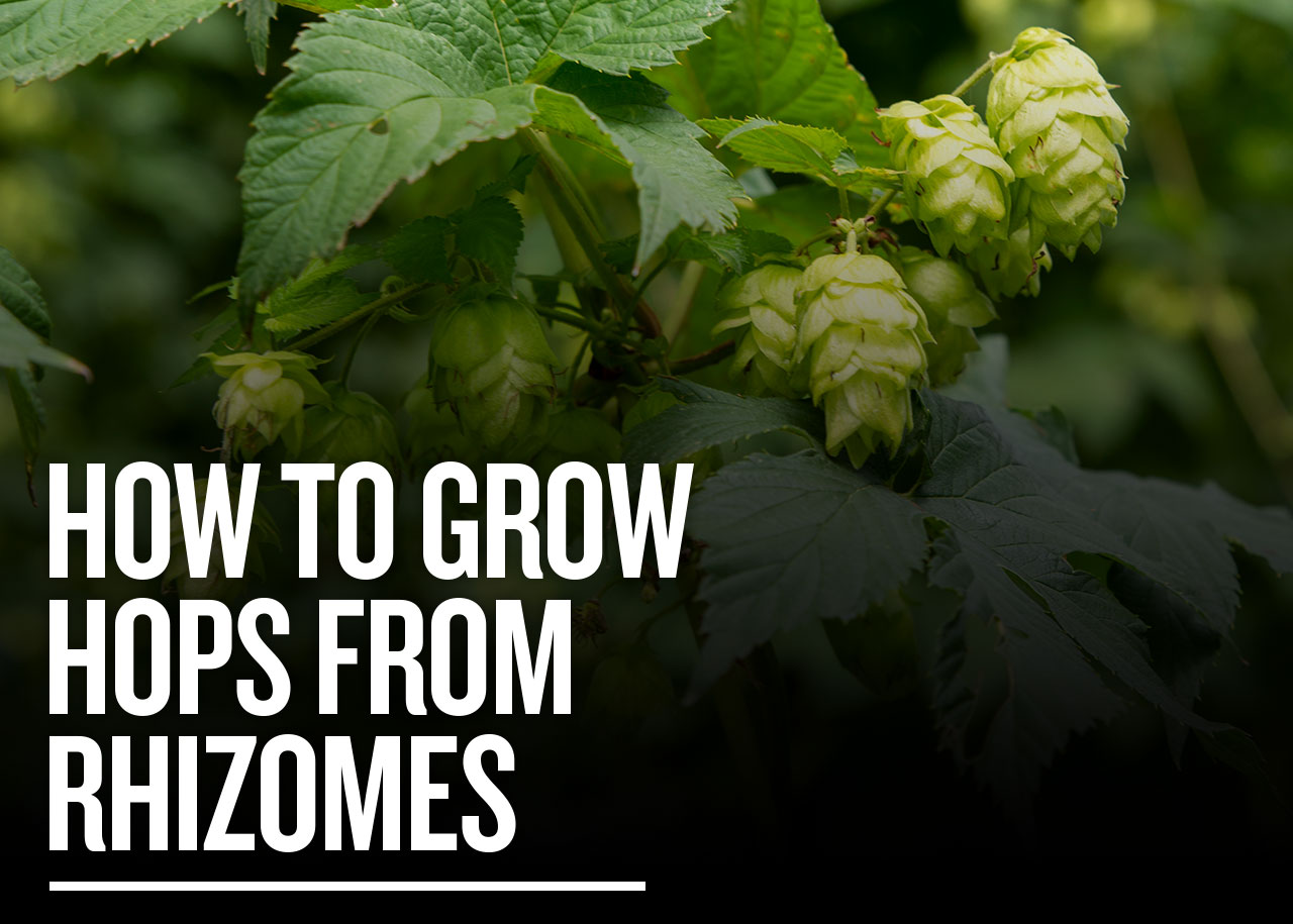 There’s Still Time to Order Hop Rhizomes 🌱 Northern Brewer