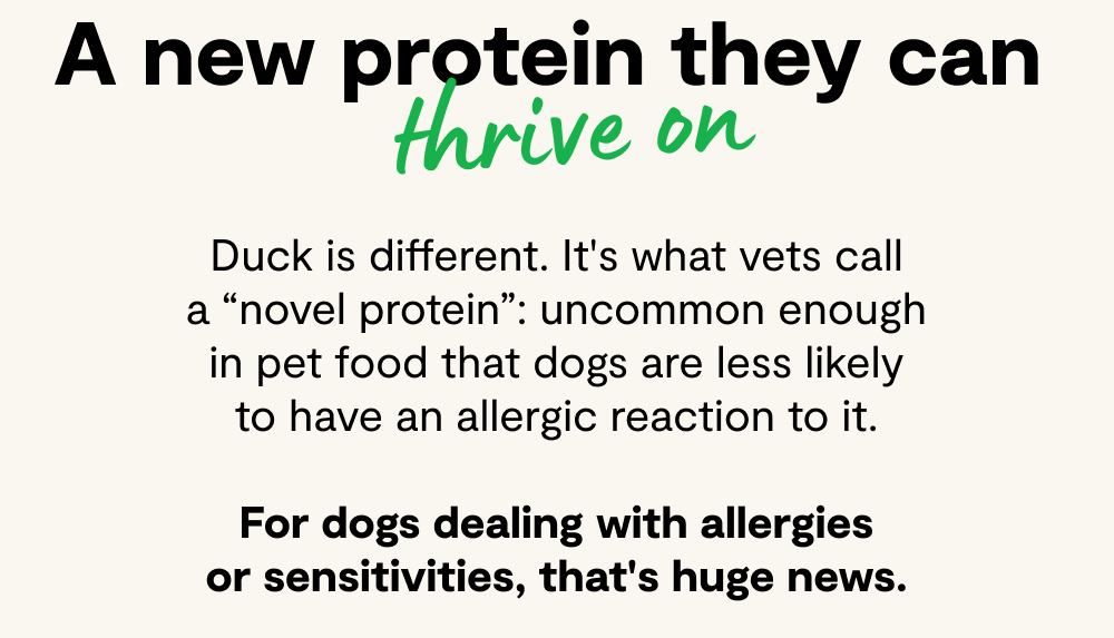 A new protein your pup can thrive on. - Duck is different. It's what vets call a "novel protein": uncommon enough in pet food that dogs are less likely to have an allergic reaction to it. ​ For dogs dealing with allergies or sensitivities, that's huge news.