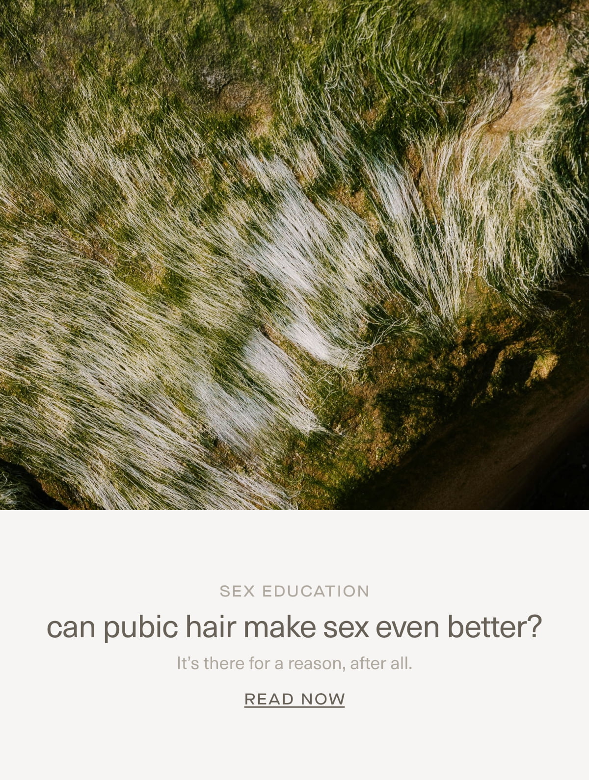 SEX EDUCATION | can pubic hair make sex even better? | It’s there for a reason, after all. | Read Now
