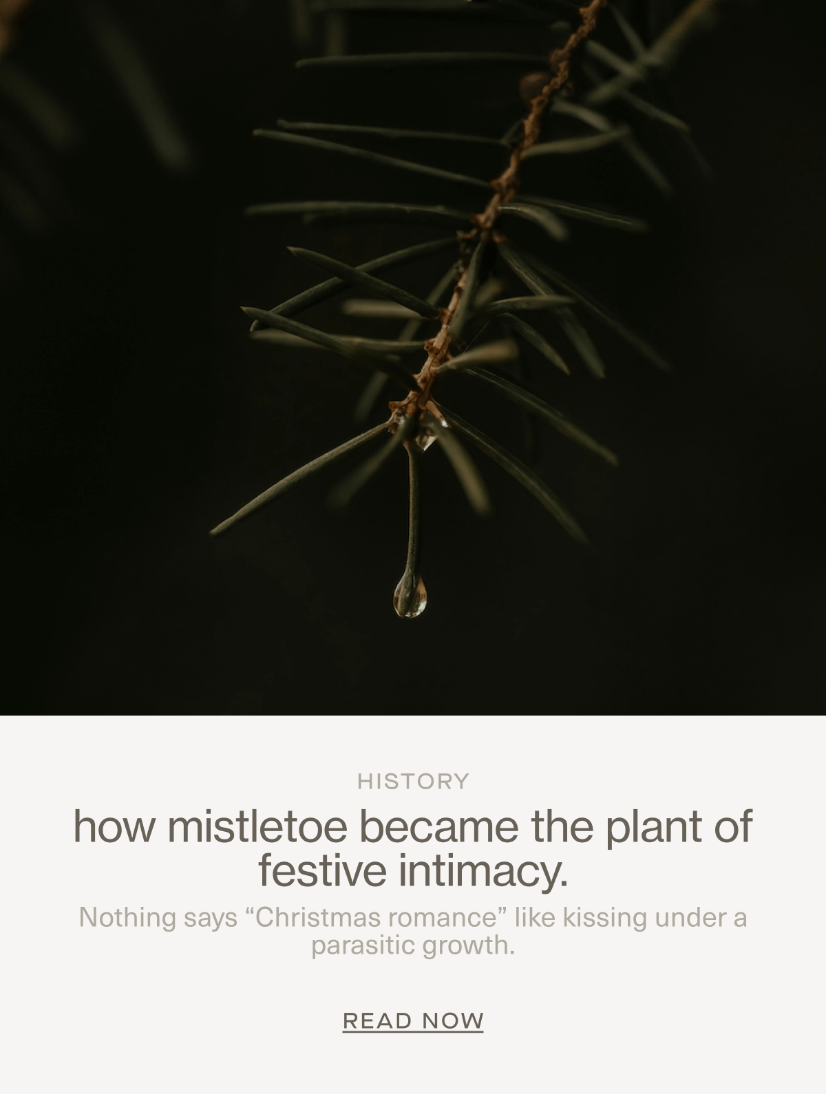 HISTORY | how mistletoe became the plant of festive intimacy. | Nothing says “Christmas romance” like kissing under a parasitic growth. | Read Now