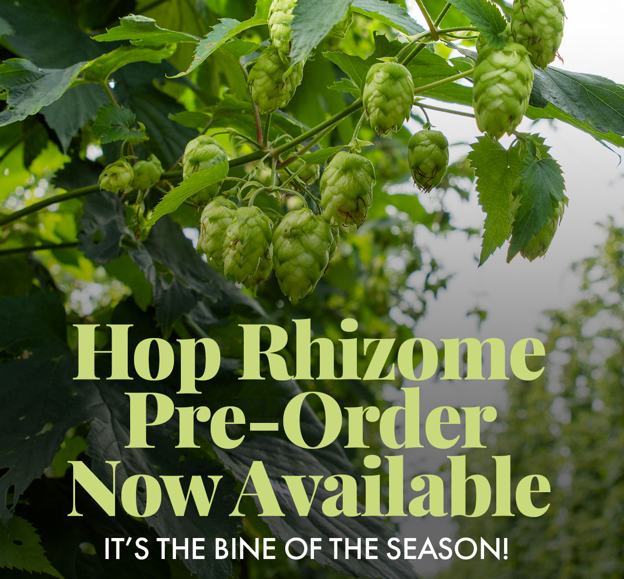 Hop Rhizome PreOrders Now Available 🌱 Midwest Supplies