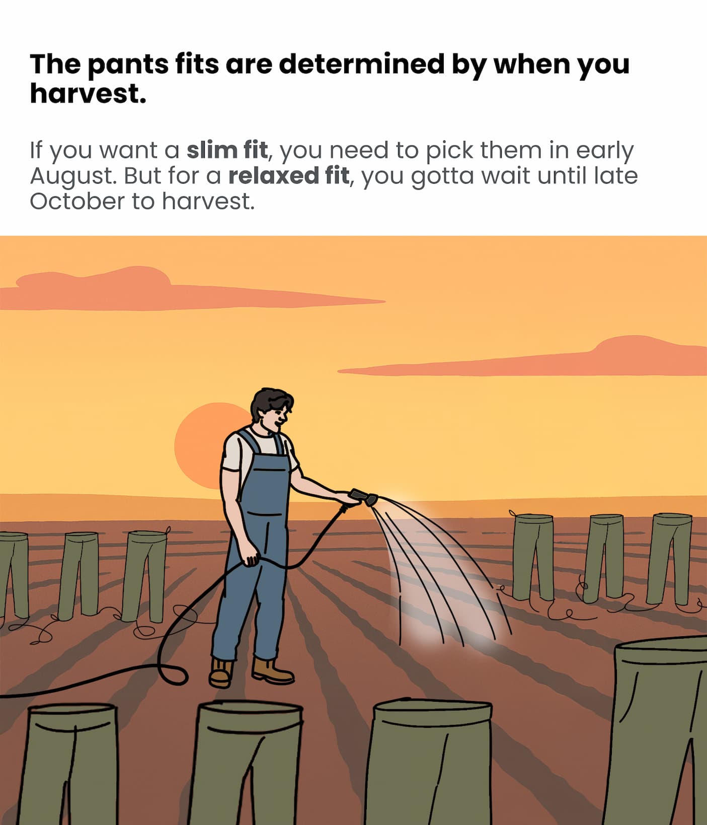 The pants fits are determined by when you harvest