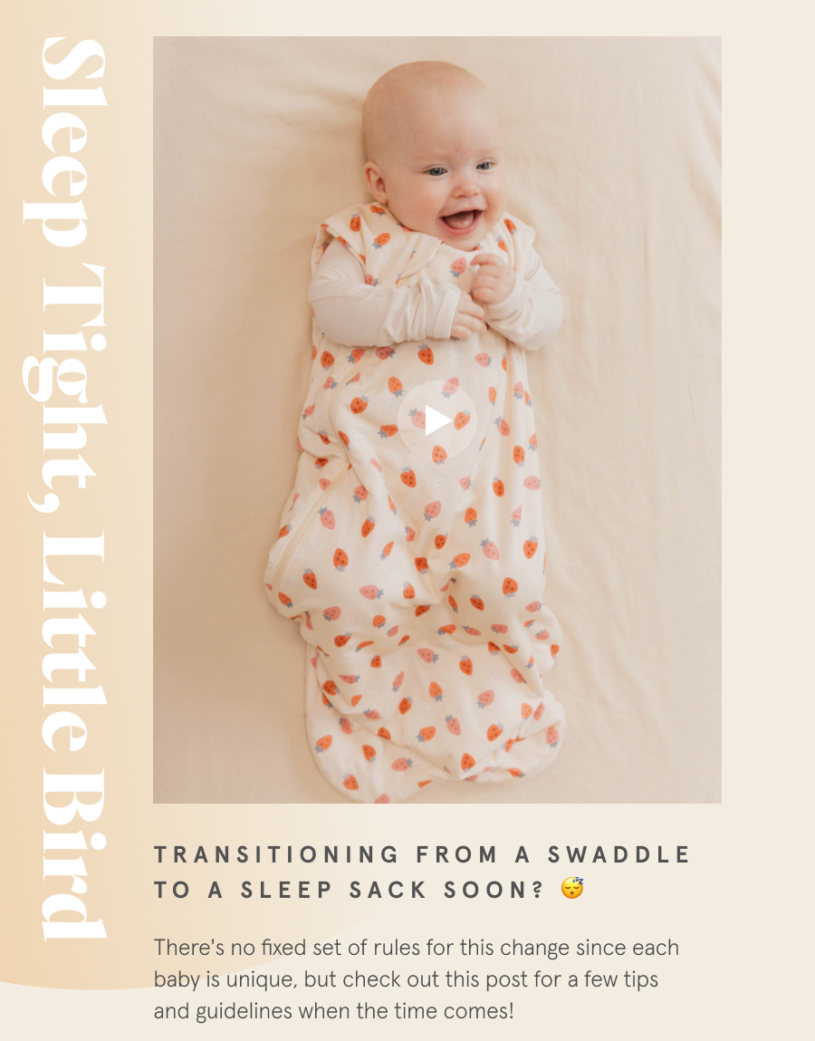 News from our nest 🐦 WildBird