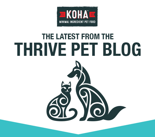 These 5 Ingredients May Be Upsetting Your Cat or Dog's Stomach 😱 Koha Pet