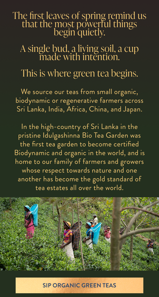 The first leaves of spring 