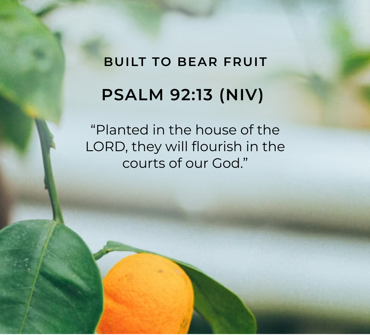 BUILT TO BEAR FRUIT PSALM 92:13 (NIV) "Planted in the house of the LORD, they will flourish in the courts of our God."