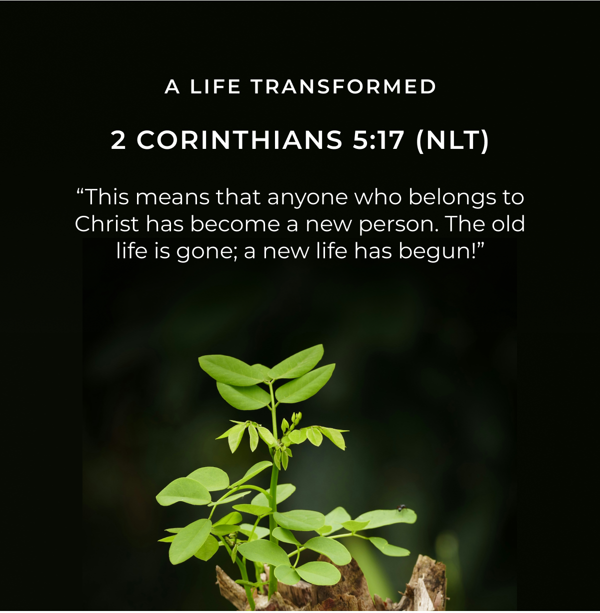 A LIFE TRANSFORMED 2 CORINTHIANS 5:17 (NLT) "This means that anyone who belongs to Christ has become a new person. The old life is gone; a new life has begun!"