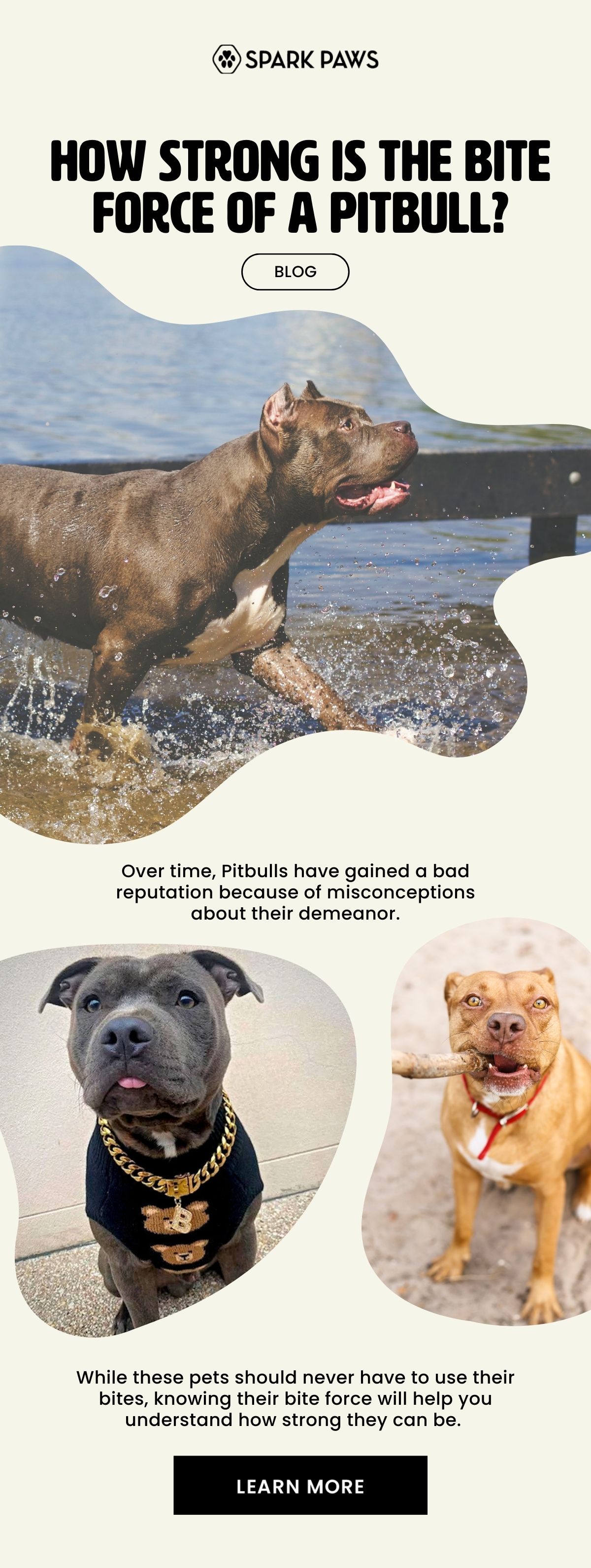 How powerful is the bite force of a Pit Bull? 🐶 Spark Paws