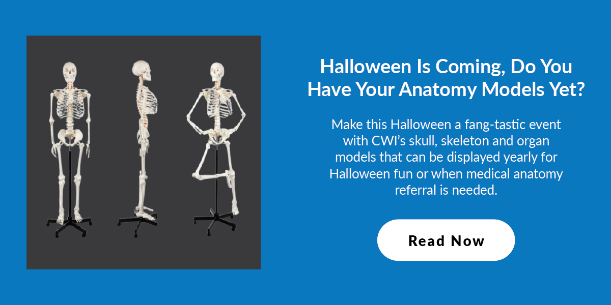 Halloween Is Coming, Do You Have Your Anatomy Models Yet? Make this Halloween a fang-tastic event with CWI’s skull, skeleton and organ models that can be displayed yearly for Halloween fun or when medical anatomy referral is needed.