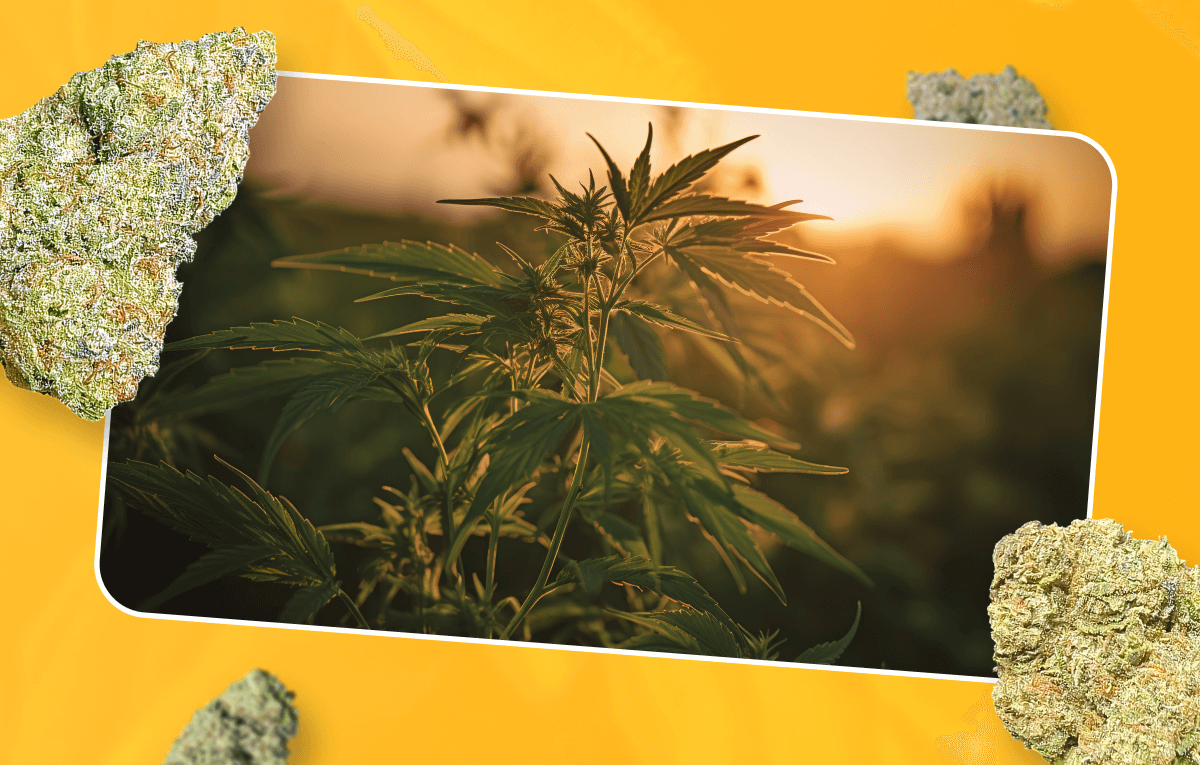 Why Strains Feel Different | Pinnacle Hemp