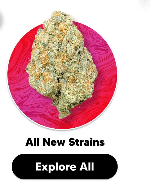 Shop All New Strains | Pinnacle Hemp