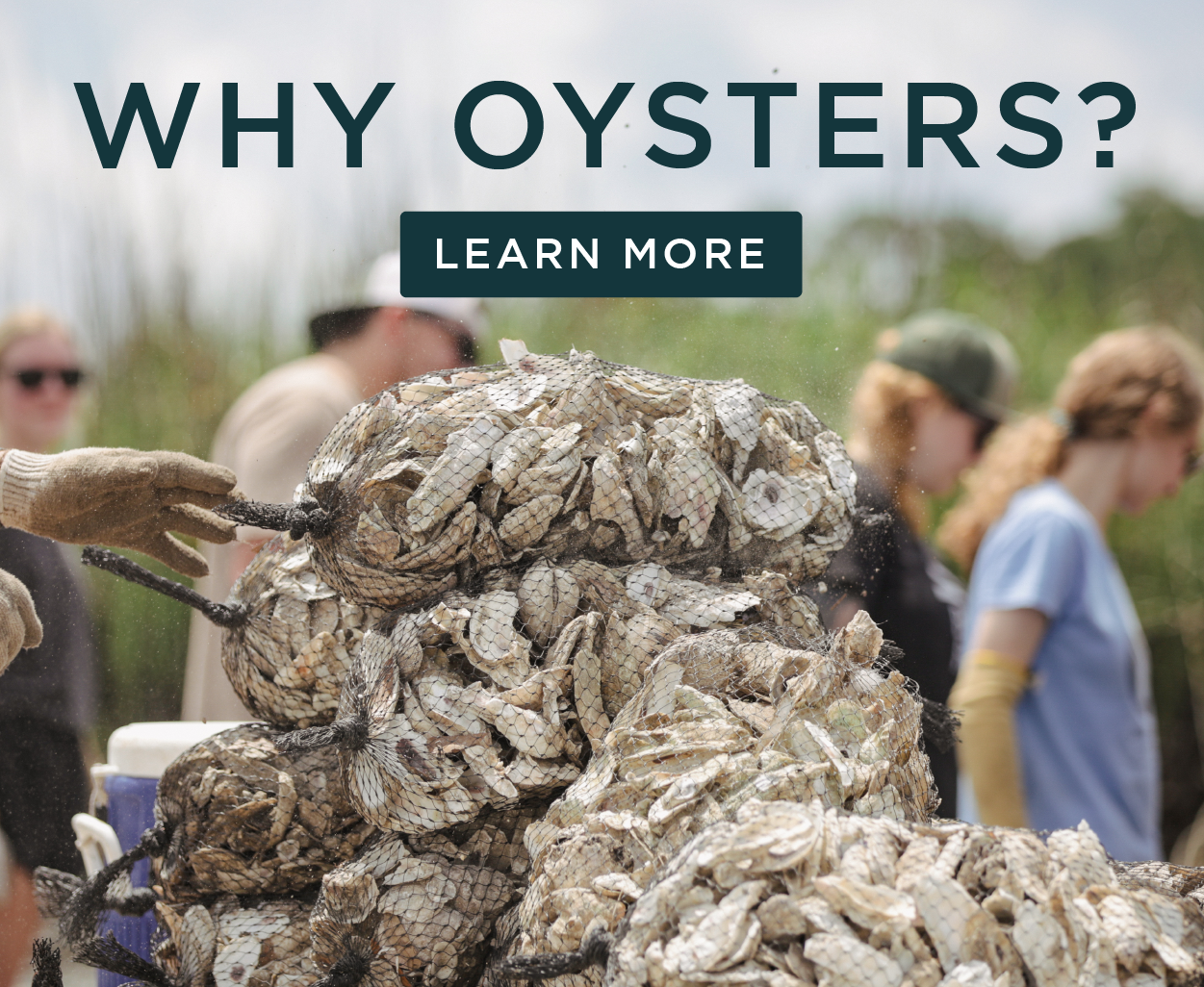 How oysters keep our clean. Toadfish Outfitters