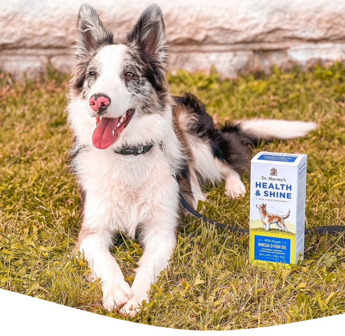 Did you know a healthy dog is a happy dog? Dr. Harveys