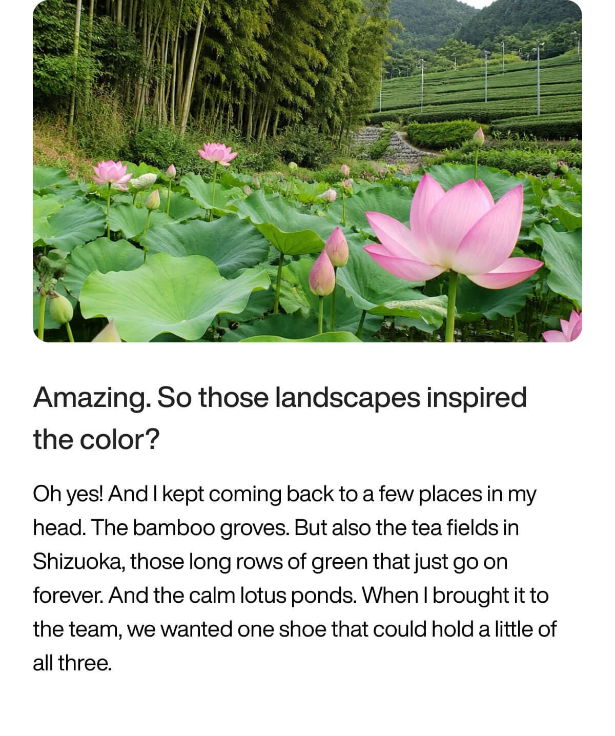 A serene landscape with vibrant pink lotus flowers in a lush green pond, surrounded by dense bamboo groves and rolling tea fields under a cloudy sky.