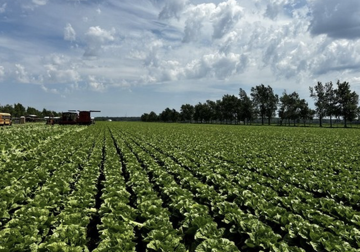 Lettuce field