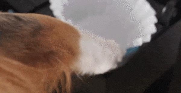 So easy, a dog can use it!