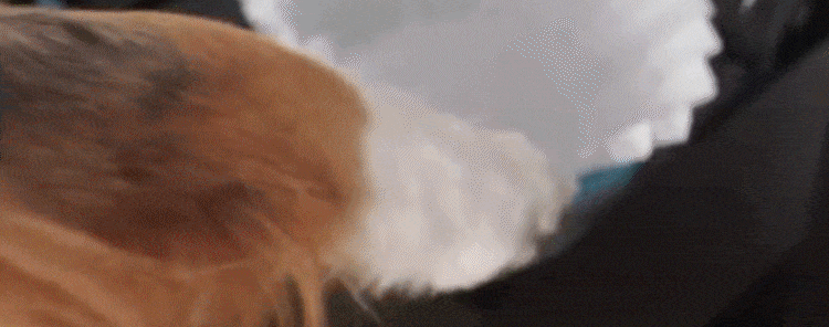 It's so easy a dog can use it