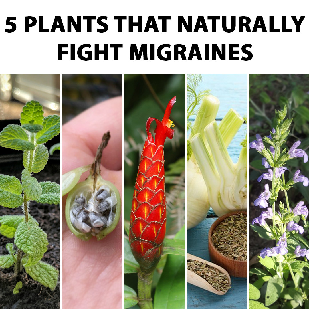 🌱5 Plants That Fight Migraines, Naturally Vitality Extracts
