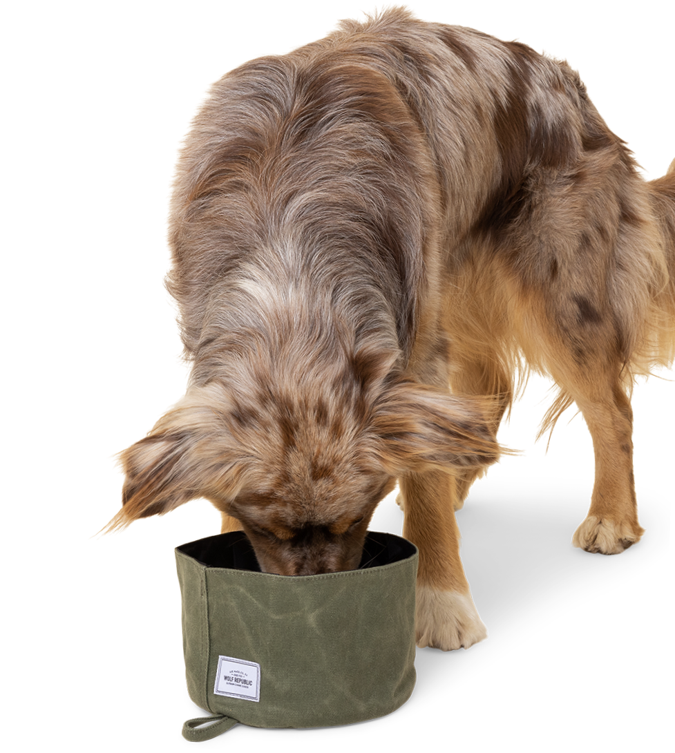 The Travel Bowl You've Been Waiting For Wolf Republic