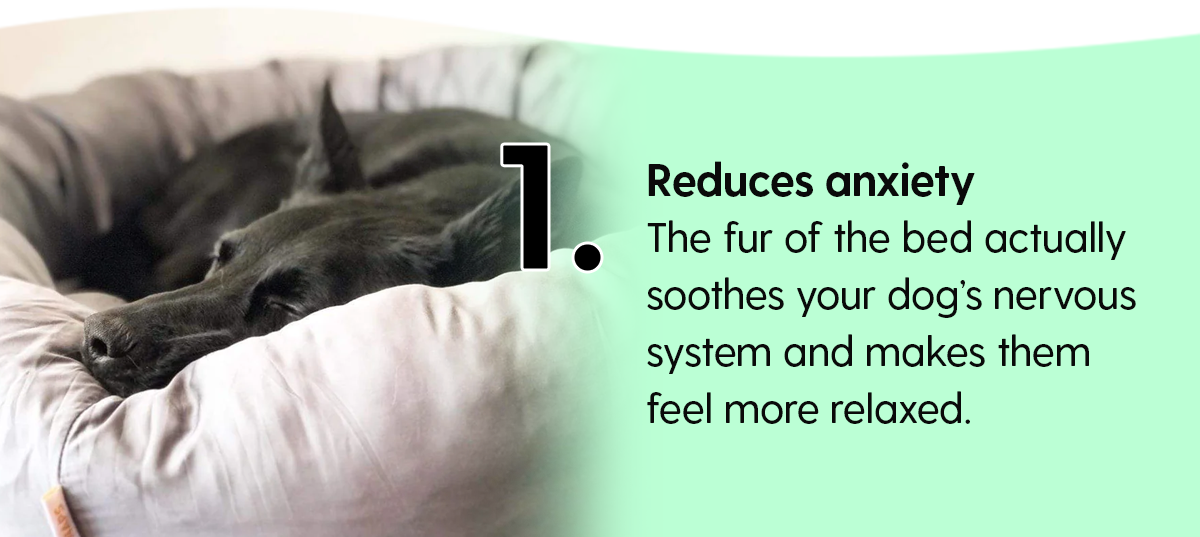 The top 3 benefits of calming beds Pupnaps