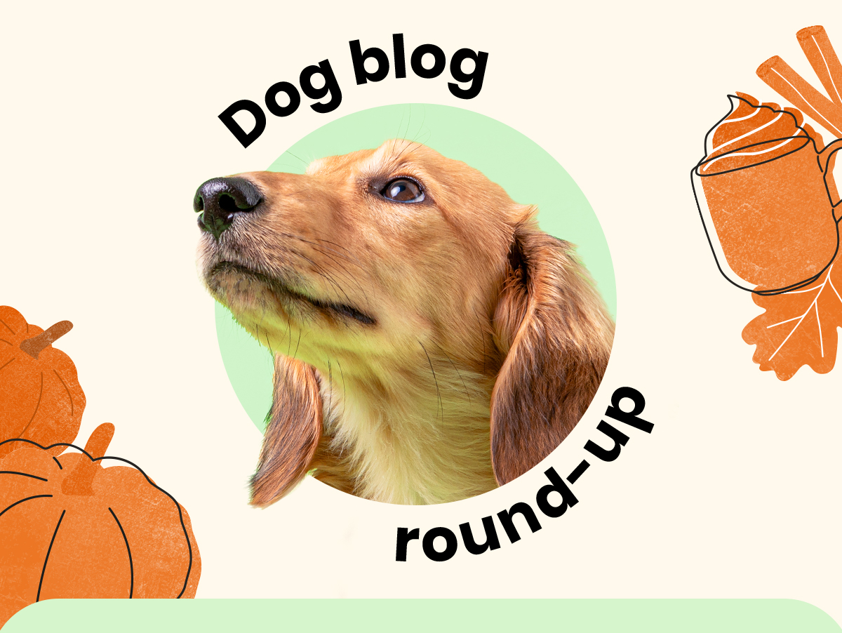 Dog blog round-up