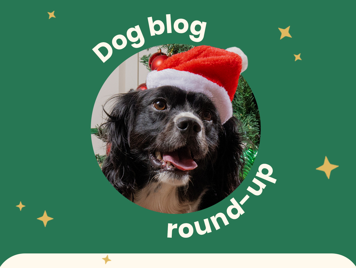 Dog blog round-up