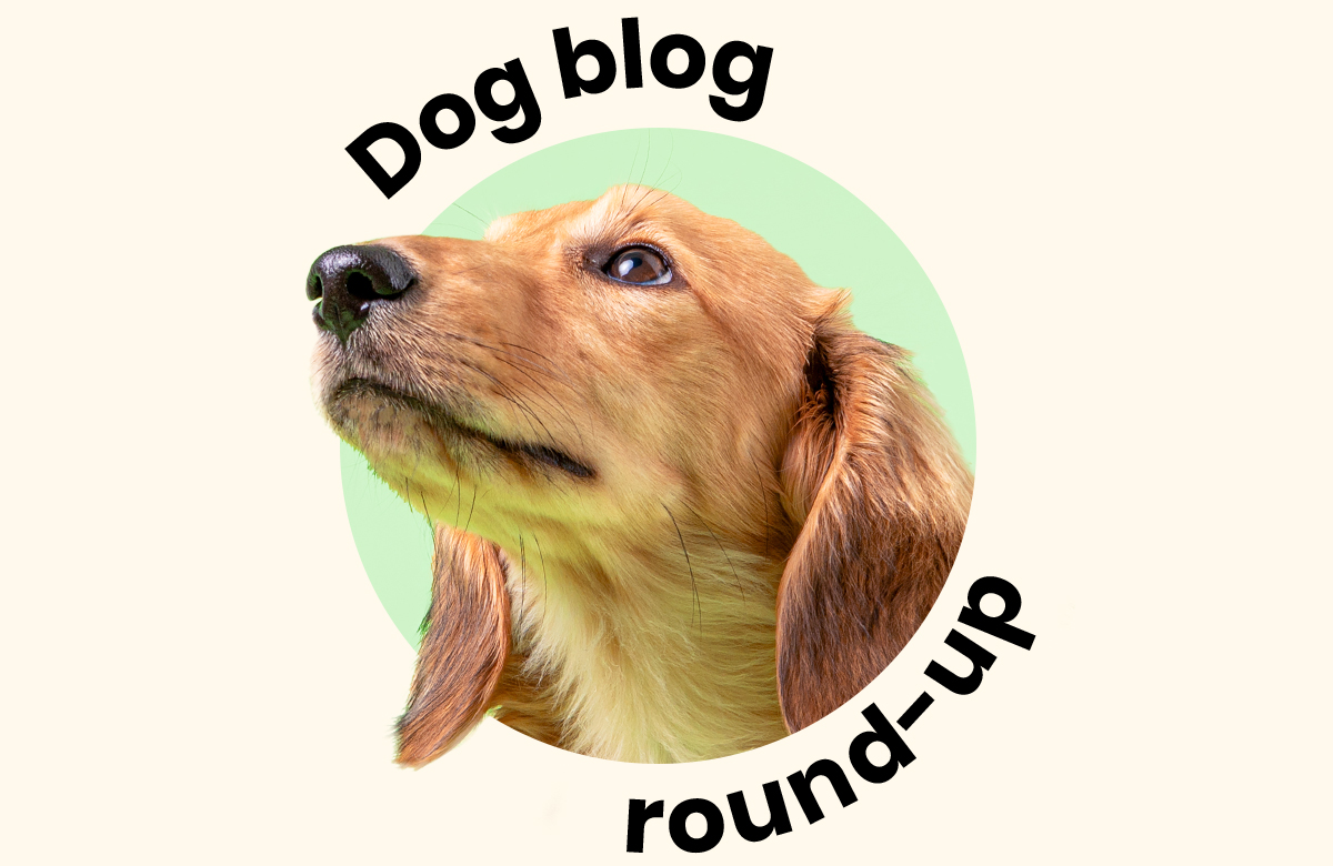 Dog blog round-up