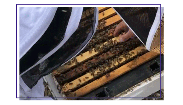 Happy National Honey Bee Day!