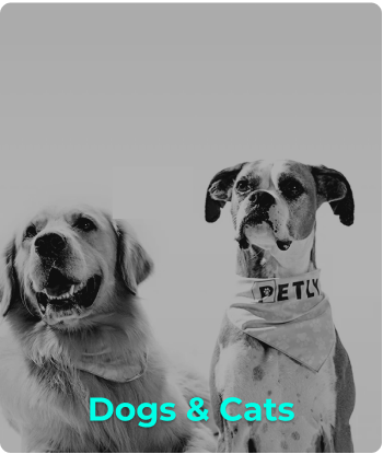 Dogs and Cats