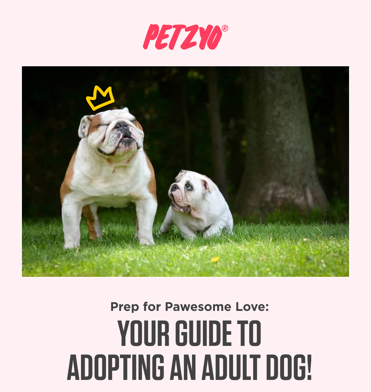 ????Your Essential Guide to Adopting an Adult Dog! Petzyo