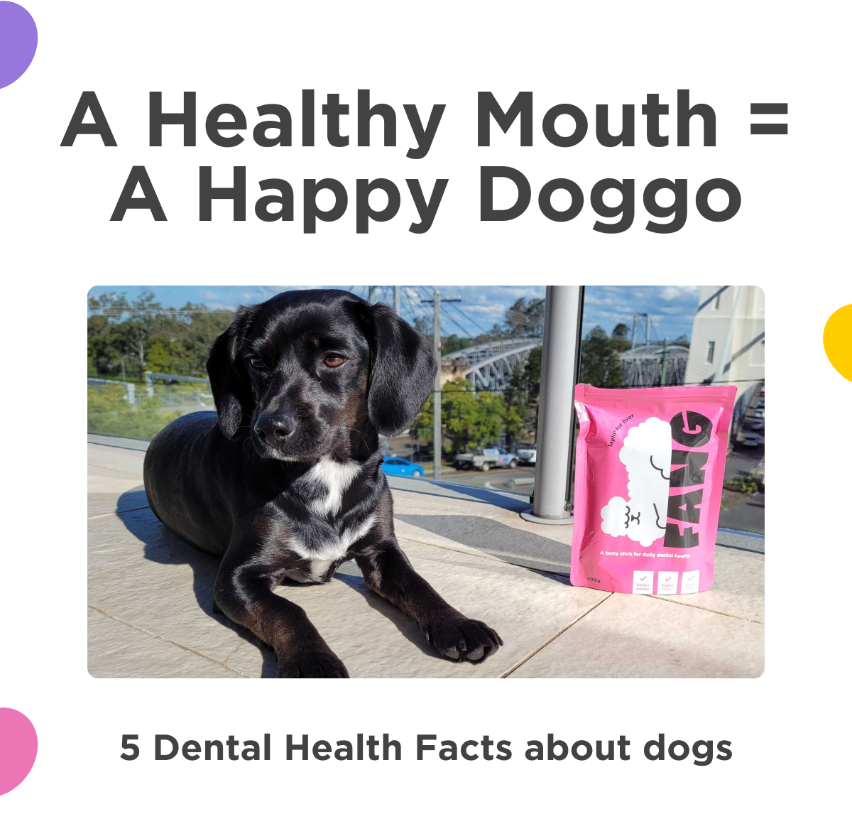 Why your dog’s dental health matters 🤓 Petzyo