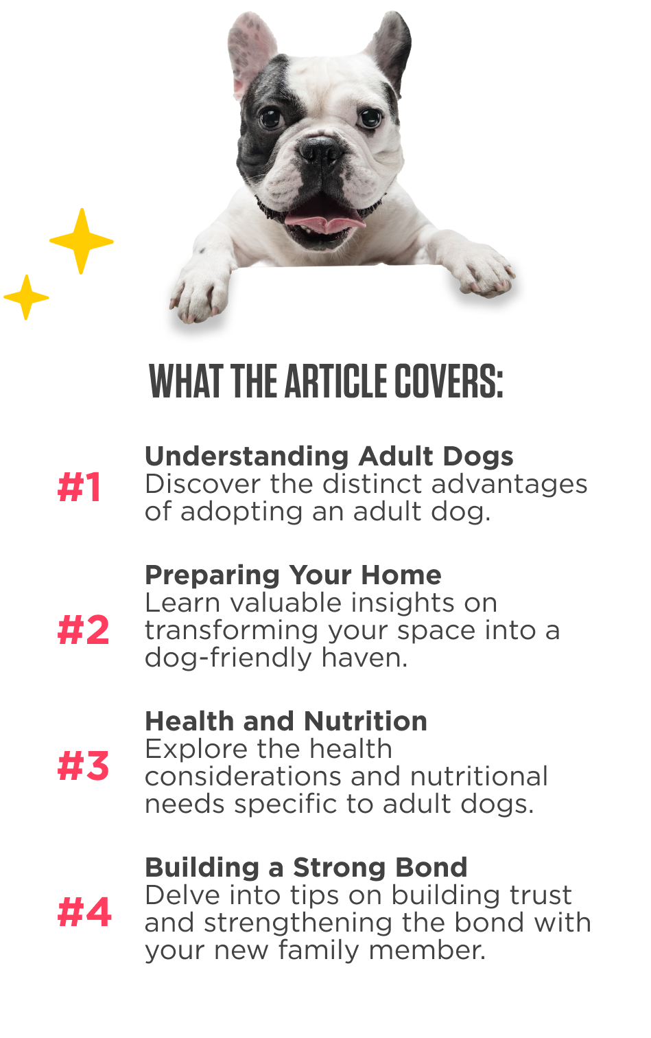 🐾Your Essential Guide to Adopting an Adult Dog! Petzyo