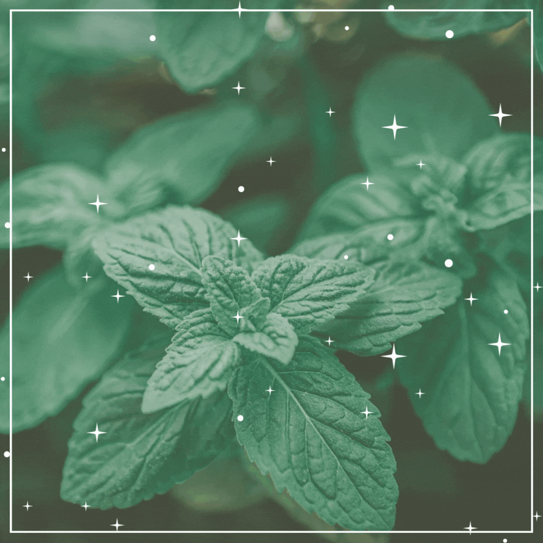 NATURE-INSPIRED ORAL CARE, HALF THE PRICE