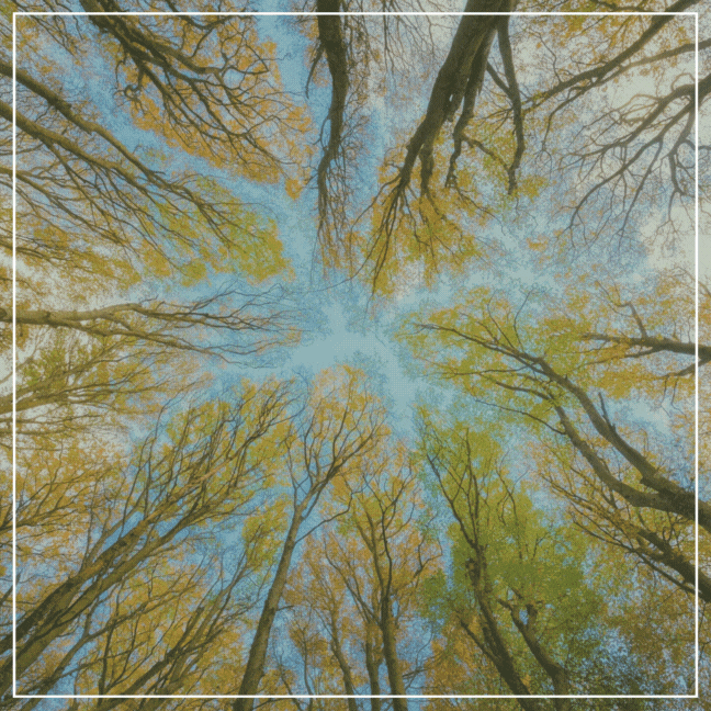 Thanksgiving Sale Ends Tomorrow: 25% Off Everything!