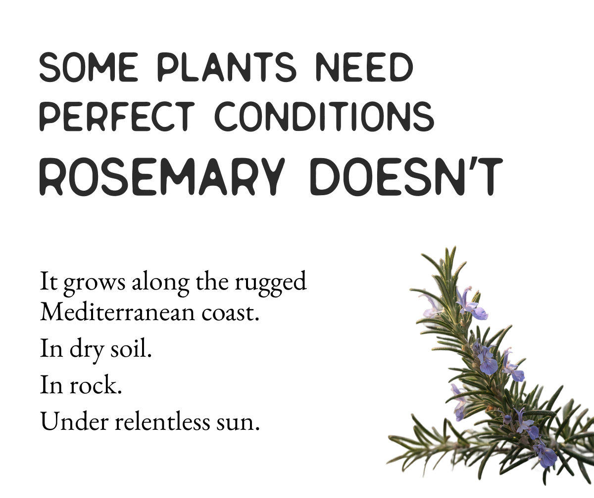 Some plants need perfect conditions, rosemary doesn't.