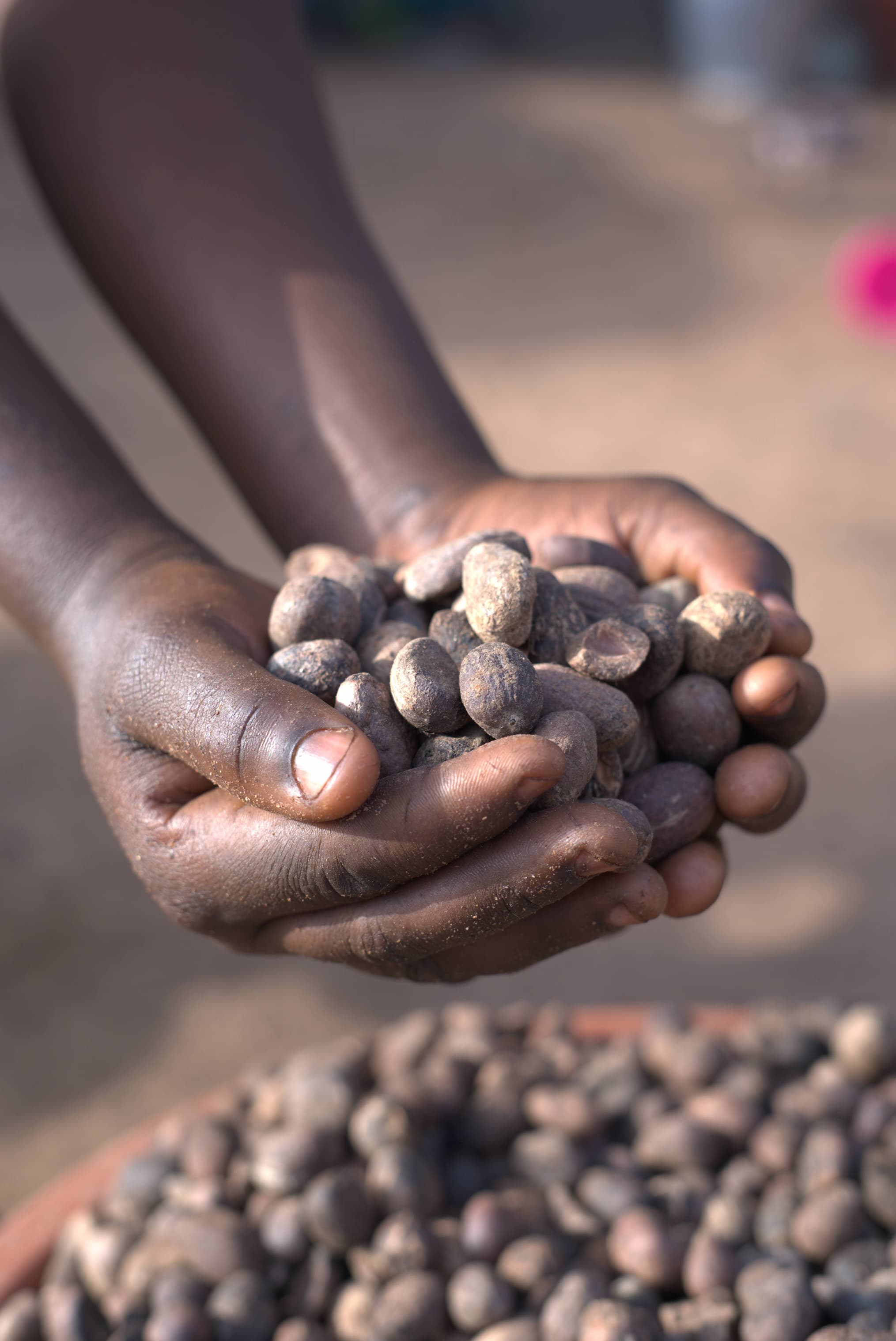 Hands holding shea nuts in Mali