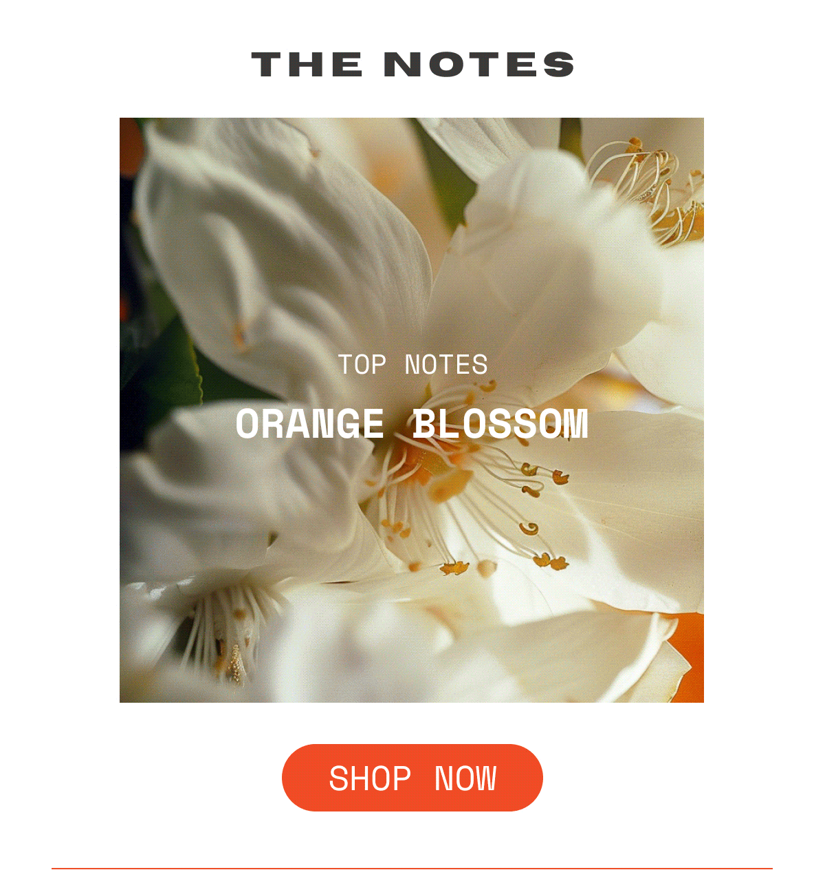 OUI the People Souk Honey