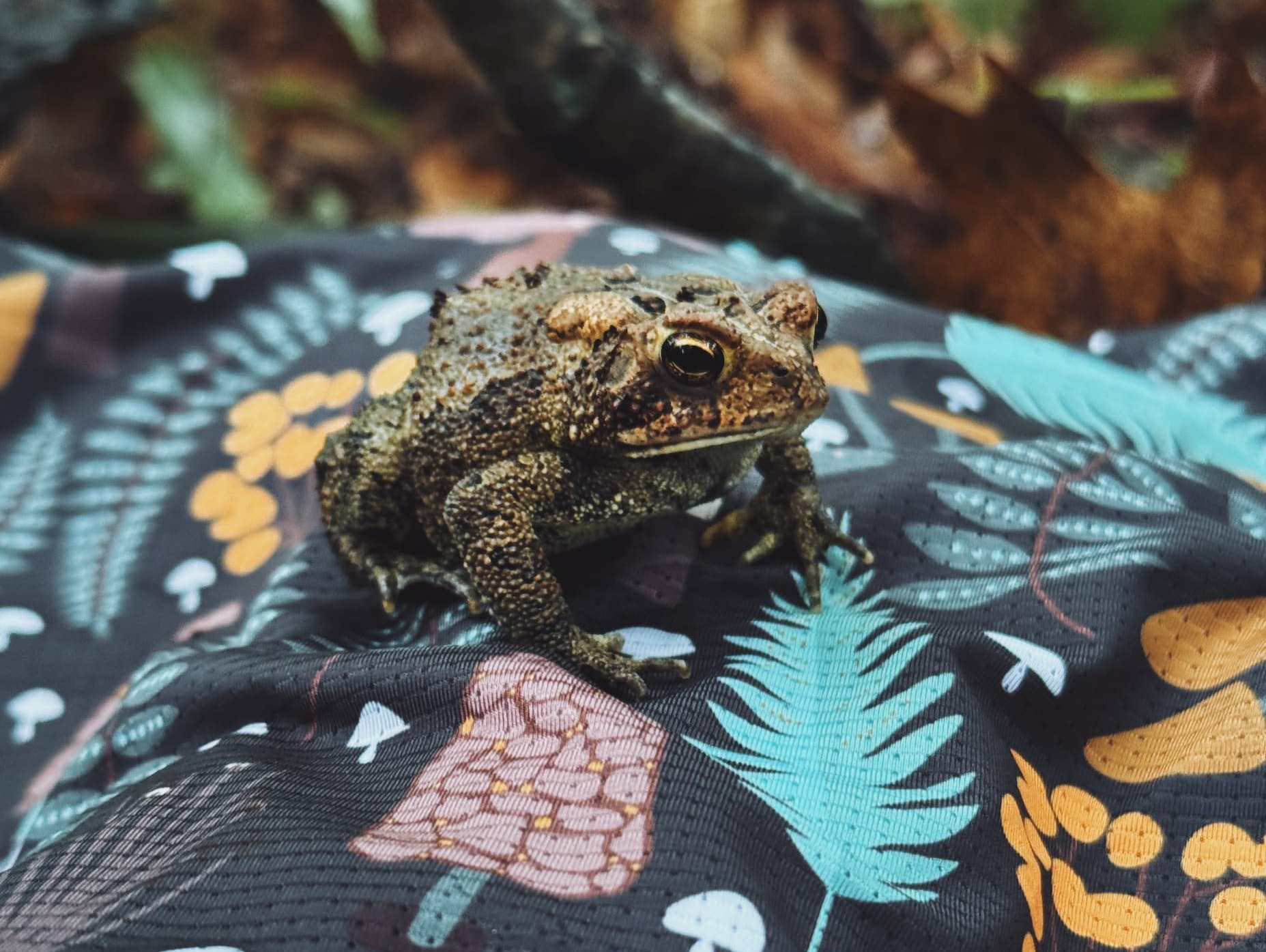 an image of a frog sitting on a blanket in the woods