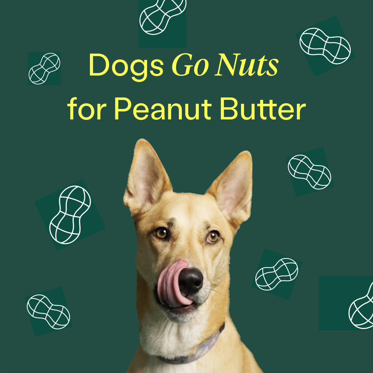 Does your dog go nuts for peanut butter? 😍