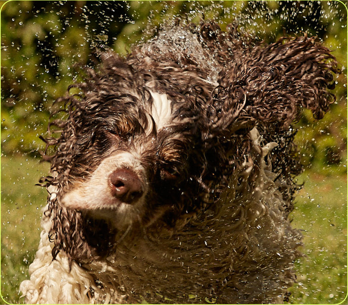 kickstart your dog’s health routine Native Pet