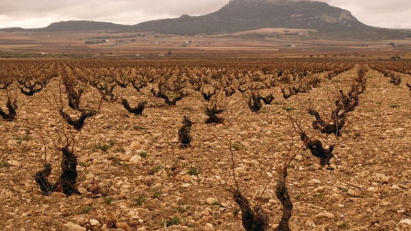 Vineyard of Bodegas Antonio Candela producer of Parcelica Chica Yecla by 2019.