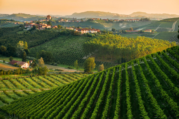 View of hillsides showing the vineyards of Poderi Dei Bricchi Astigiani, the producer of Barbera D'Asti DOCG 2019
