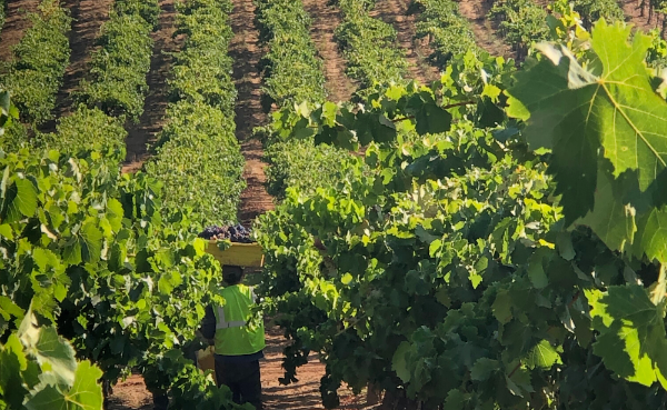 Angels & Cowboys vineyard, producer of Proprietary Red 2018