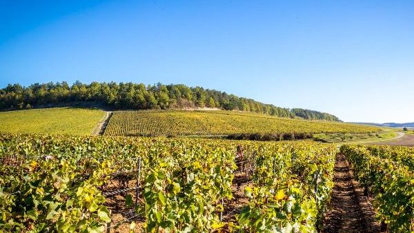 Rolling hills showing one of the vineyards of Maison Pascal Bouchard, producer of Chablis Les Vieilles Vignes 2019