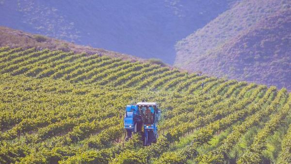 Rooiberg Winery vineyard on rolling hills with a grape harvester in action.