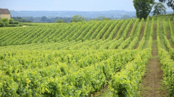 Vineyard of Château Pascaud, producer of Bordeaux Supérieur 2019. 