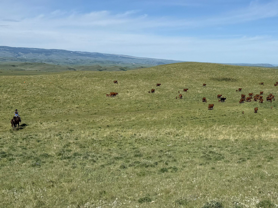 Ranch scene