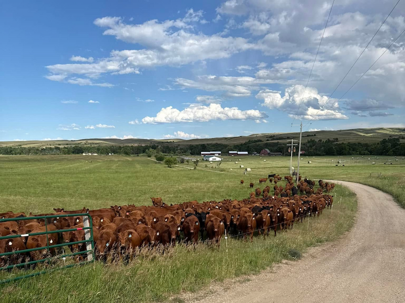 Curious cattle