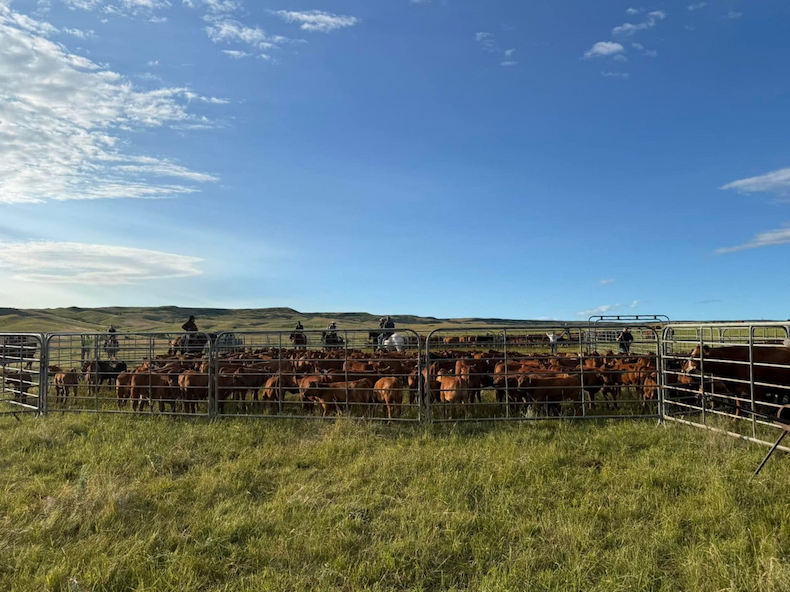 Branding cattle